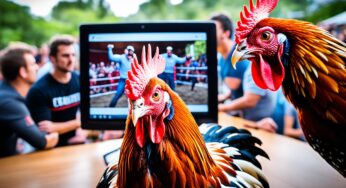 Tonton Live Streaming Sabung Ayam