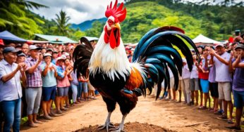 Tips Jitu Prediksi Sabung Ayam Terpercaya