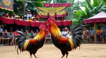 Cara bermain sabung ayam online: Panduan Lengkap untuk Pemula