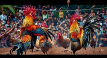 Live Streaming Sabung Ayam: Panduan Lengkap untuk Menyaksikan Pertandingan Secara Langsung