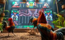 Agen Judi Sabung Ayam