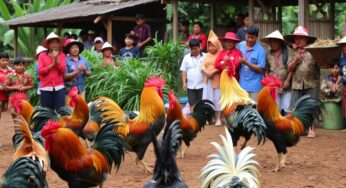 Sabung Ayam Terpercaya: Panduan Memilih dan Memahami Keunggulannya